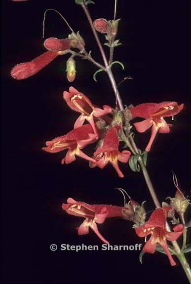 penstemon rostriflorus 3 graphic